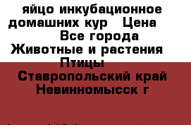 яйцо инкубационное домашних кур › Цена ­ 25 - Все города Животные и растения » Птицы   . Ставропольский край,Невинномысск г.